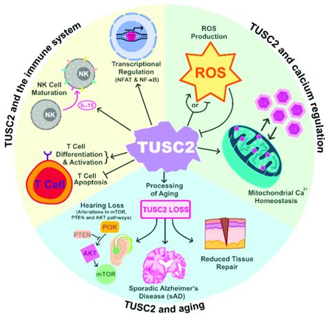 Tusc Normal Cellular Functions Tusc Has Been Shown To Play Important