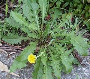 Harvesting Dandelion Roots – all year long!