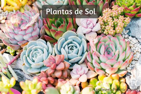 17 Plantas de Sol para Decoración o Jardín - Jardinería Practica