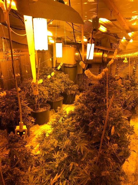 150 Cannabis Plants Found At Black Country Property Express And Star