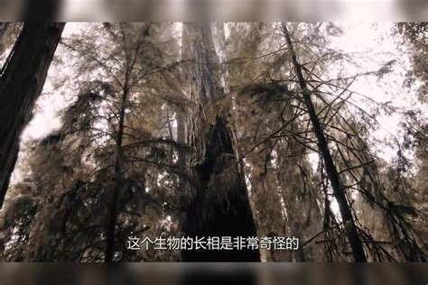 男子捡到一只“无毛生物”，刚开始以为是刺猬，后来越养越不对劲