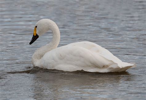 Bewick S Swan Bewick S Swan At Slimbridge WWT Wryneck94 Flickr