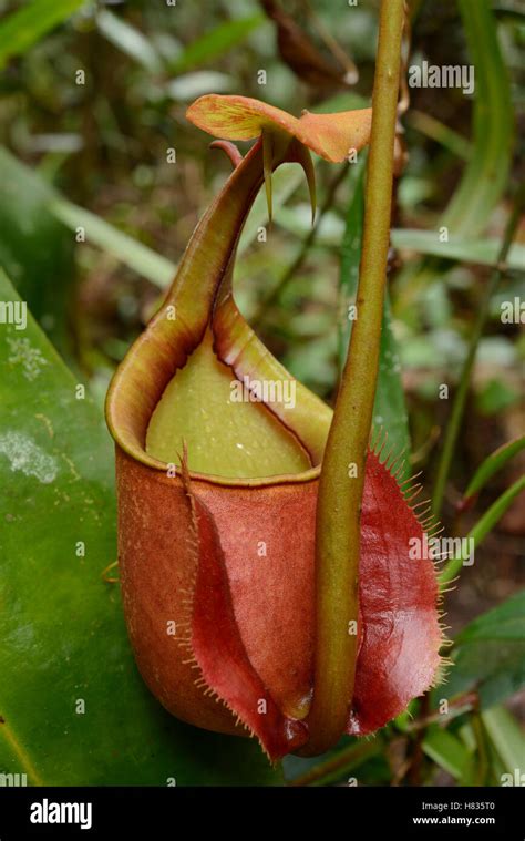 Pitcher Plant Nepenthes Bicalcarata Lower Pitcher Brunei Stock Photo