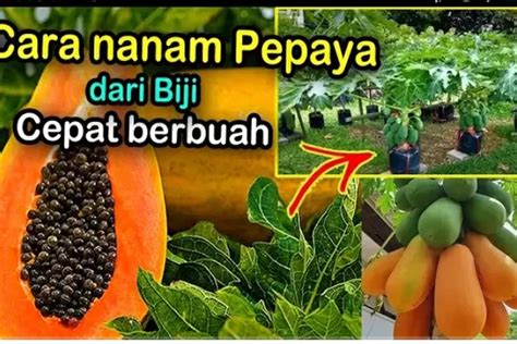 Wajib Tahu Berikut Ini Cara Menanam Pepaya Dari Biji Agar Cepat