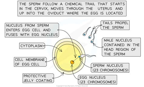 Edexcel IGCSE Biology 复习笔记 3 1 5 Sexual Reproduction in Humans 翰林国际教育