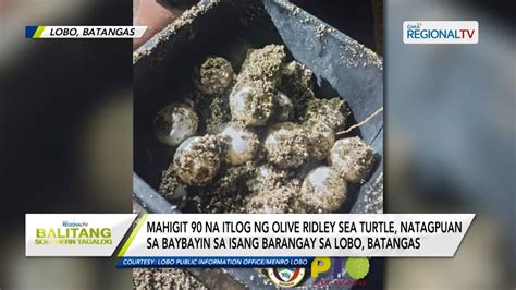 Balitang Southern Tagalog Mahigit 90 Itlog Ng Olive Ridley Sea Turtle