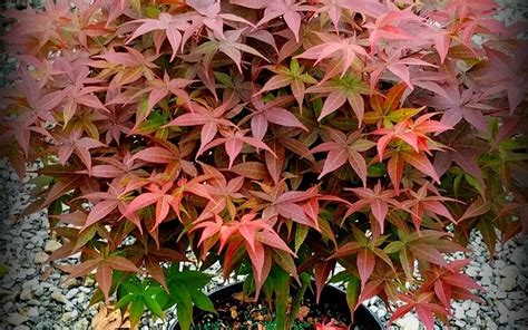 Rhode Island Red Dwarf Japanese Maple 3 Gallon 18 24 Tall