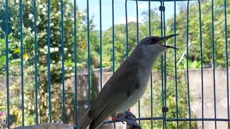 Masteran Kecial Kombok Full Isian Durasi Panjang Masteran Burung