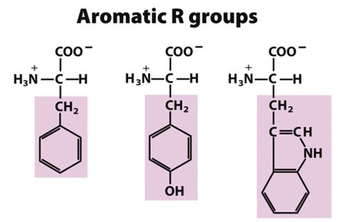 Amino Acids Flashcards Quizlet