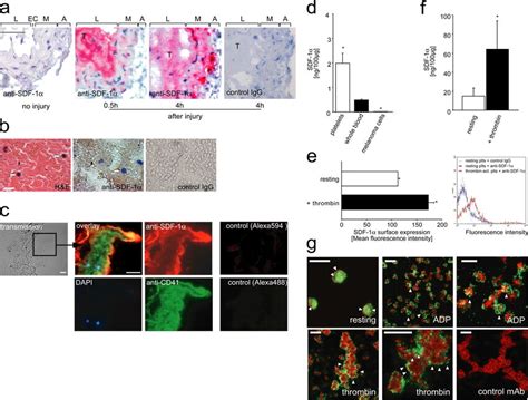 Platelets express and secrete SDF 1α and recruit endogenous PCs to