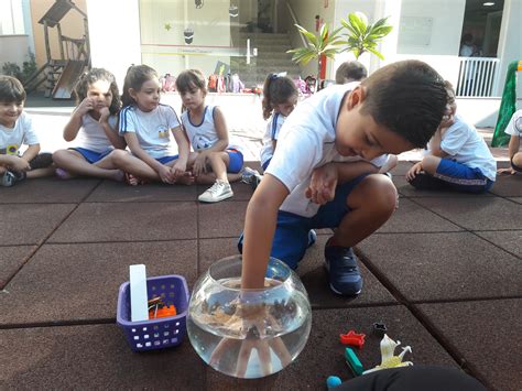 Projeto Pequenos Cientistas Surpreendentes Descobertas Escola Interação