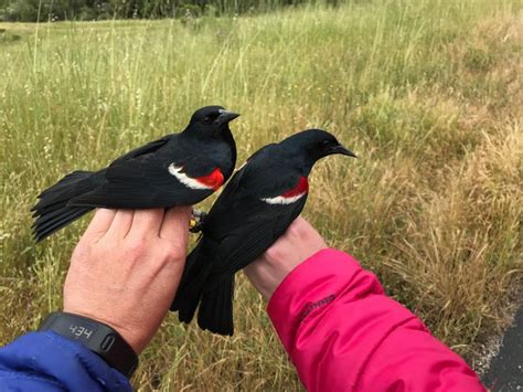 Community Science Helps Californias Native Blackbird Gain Protected