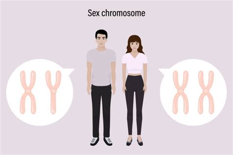 30+ Woman Xy Chromosome Stock Photos, Pictures & Royalty-Free Images ...