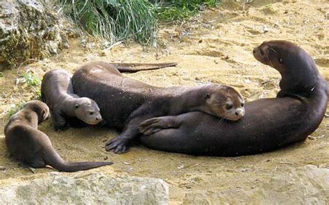 Your Morning Adorable Giant Otters Relax In French Zoo Otters