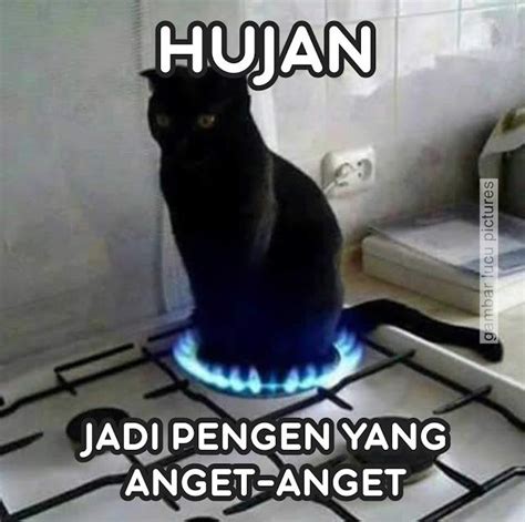 13 Gambar Kucing Meme Lucu - Gambar Kinan