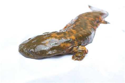 The Plight of the Hellbender: North America's Largest Salamander ...