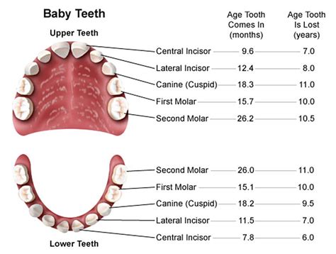 12+ Free Download Best Printable Teeth Chart for Your Baby | Mous Syusa