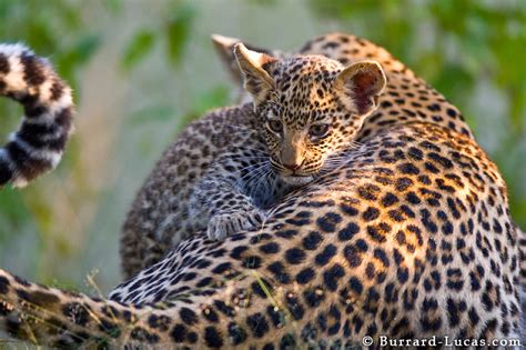 Playful Leopard Cub Burrard Lucas Photography