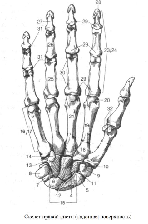 Строение кисть руки Строение пальцев руки человека с названиями