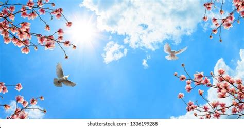 Cherry Blossoms Doves Sunny Sky Stock Photo 1336199288 Shutterstock