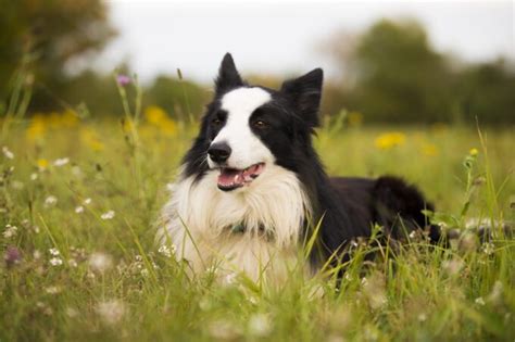 Border Collie Charakterystyka Opis Ywienie I Cena Fajne Podr E