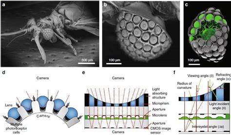 Ultrathin Digital Camera Emulates Insect Eyes Syntec Optics