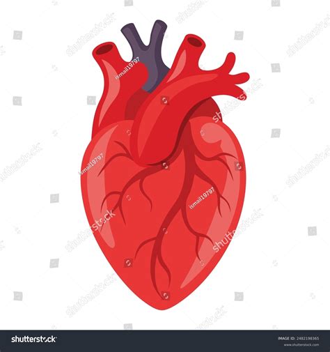 Human Heart Anatomy Photos and Images | Shutterstock