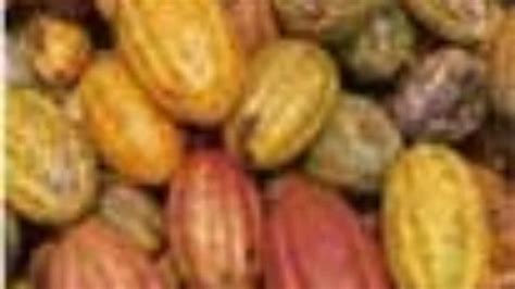 Le Gabon relance la filière café cacao