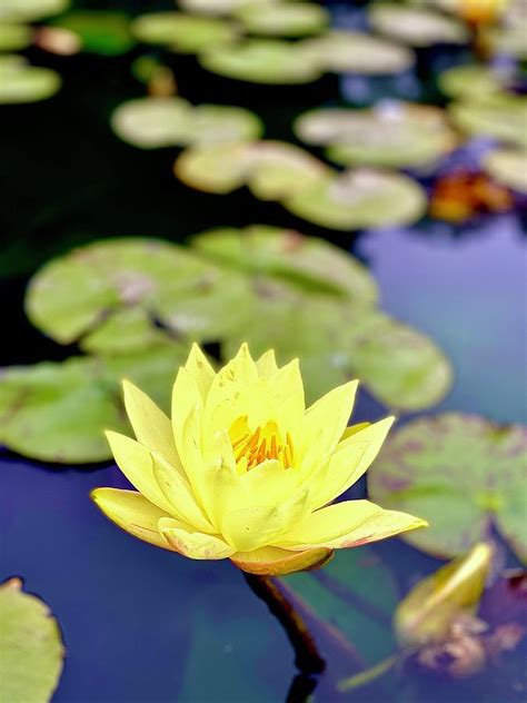 Lotus Flower Moment Photograph By David Perea Fine Art America