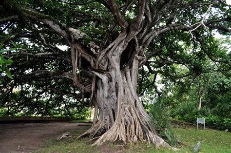 Grand Grand Arbre