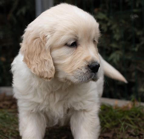 Cachorros Golden Retriever Centro Canino Valmajano