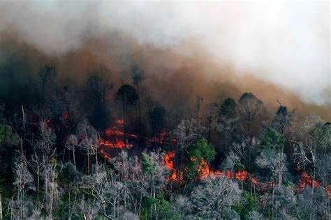 Kebakaran Hutan Untuk Perluasan Tanah?