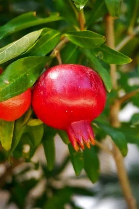 Buy Dwarf Pomegranate Punica Granatum Nana FREE SHIPPING Wilson