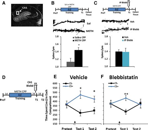 Memory Disrupting Effects Of Nonmuscle Myosin II Inhibition Depend On