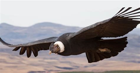 A study suggests Andean Condor birds fly around 172 km without flapping