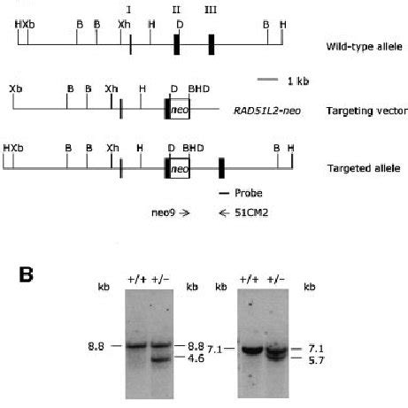 Gene Targeting At The Human XRCC2 Locus A Schematic Representation