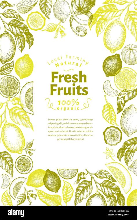 Vintage Citrus Banner Template Lemon Tree Design Hand Drawn Vector Fruit Illustration