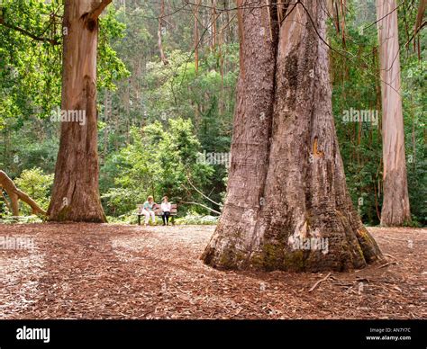 Tasmanian Blue Gum Eucalyptus Globulus In Souta Da Retorta Chavin