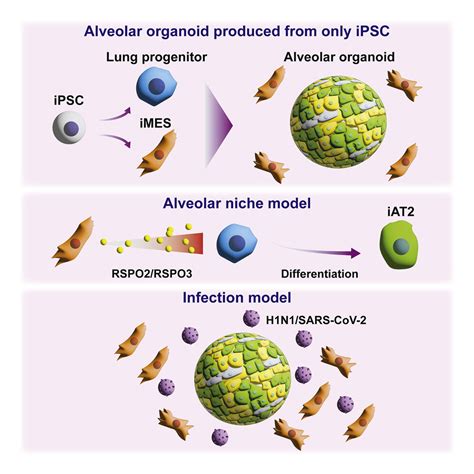 Successful Generation Of Human Ips Cell Derived Mesenchymal Cells