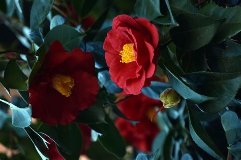 Red Camellia Flower Photo Free Stock Photo Public Domain Pictures