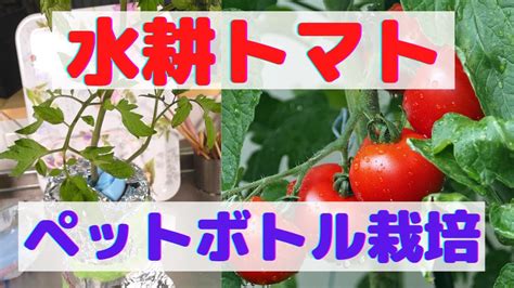 【野菜の水耕栽培】トマトのペットボトル水耕栽培のやり方 Youtube