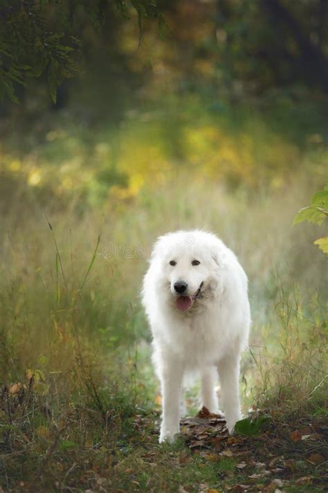 Bello Ovino De Maremma Gran Pastor De Perros Patrulla Blanca De Raza