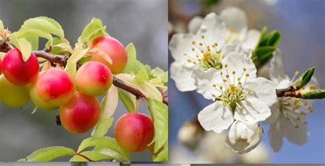 Perché coltivare il mirabolano rustico adattabile e dai frutti dolci