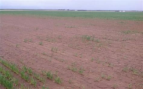 Winter Wheat Planting Considerations