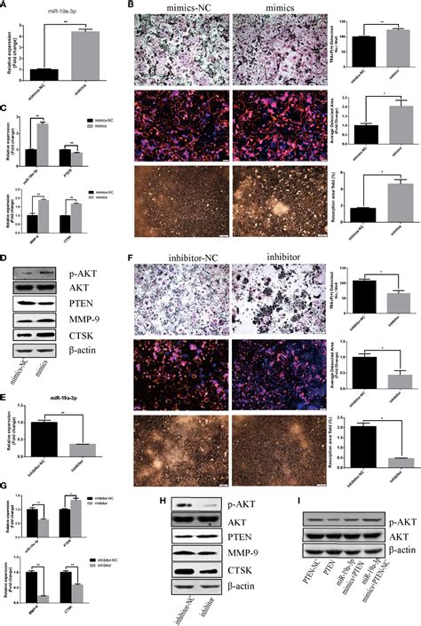 Frontiers Osteosarcoma Cell Derived Small Extracellular Vesicles