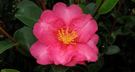 Camellia sasanqua ‘Kanjiro’ Pink | Gossett's Landscape Nursery