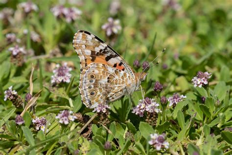 Painted Lady Vanessa Cardui Distelvlinder Painted Lady I Flickr