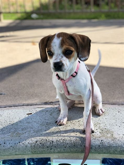 Puggle For Sale In California 33 Petzlover