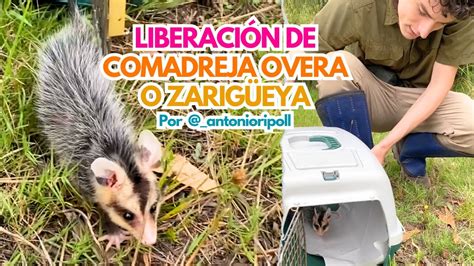 Liberación de comadreja overa o zarigüeya Didelphis albiventris Por