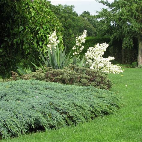 Jeneverbes Juniperus Squamata Blue Carpet Bomenwebwinkel Nl